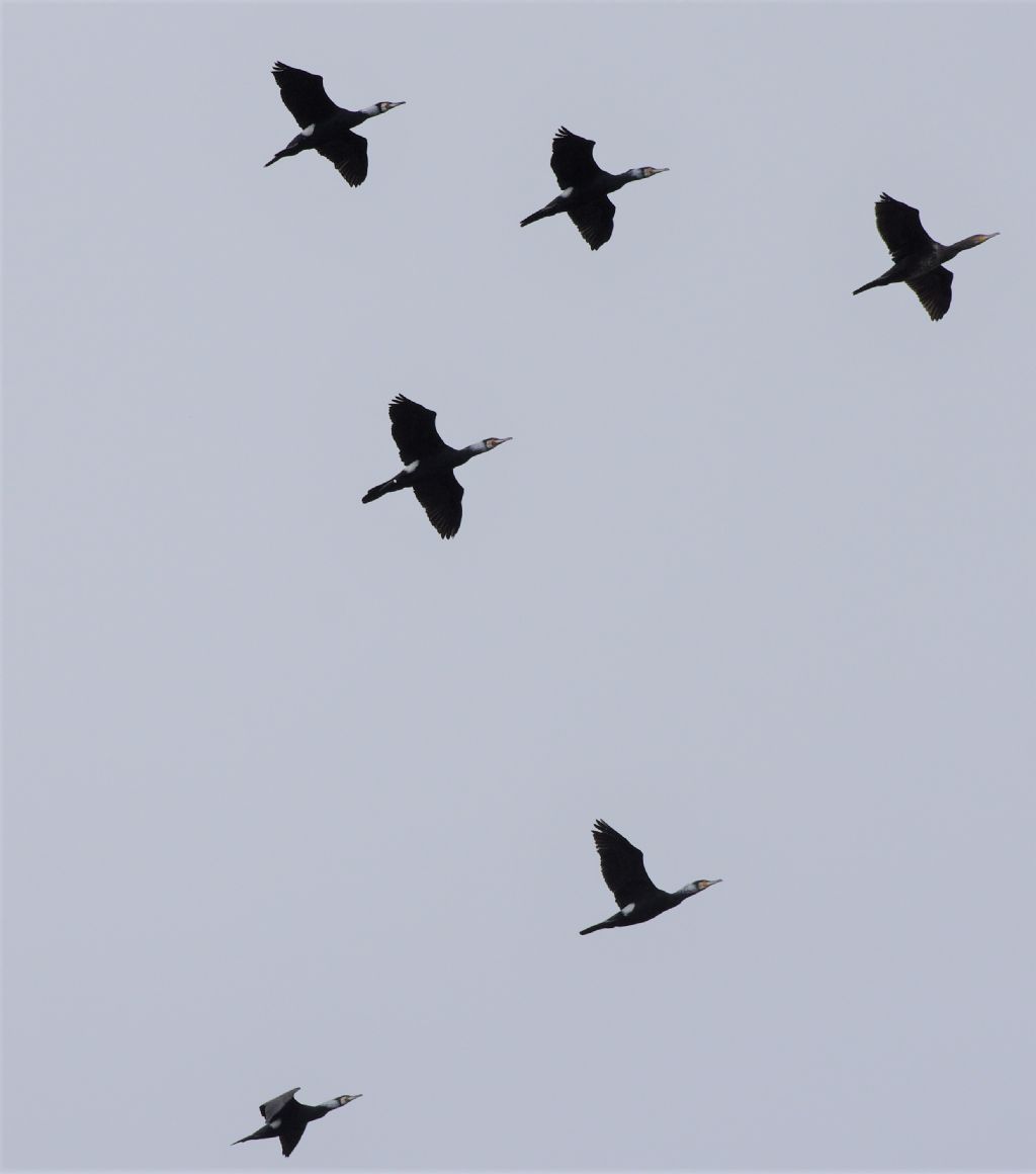 Cormorani in abito.